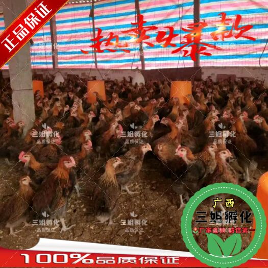 南宁黑瑶鸡苗  脱温瑶鸡苗 脱温黑瑶鸡 脱温鸡 1.3两