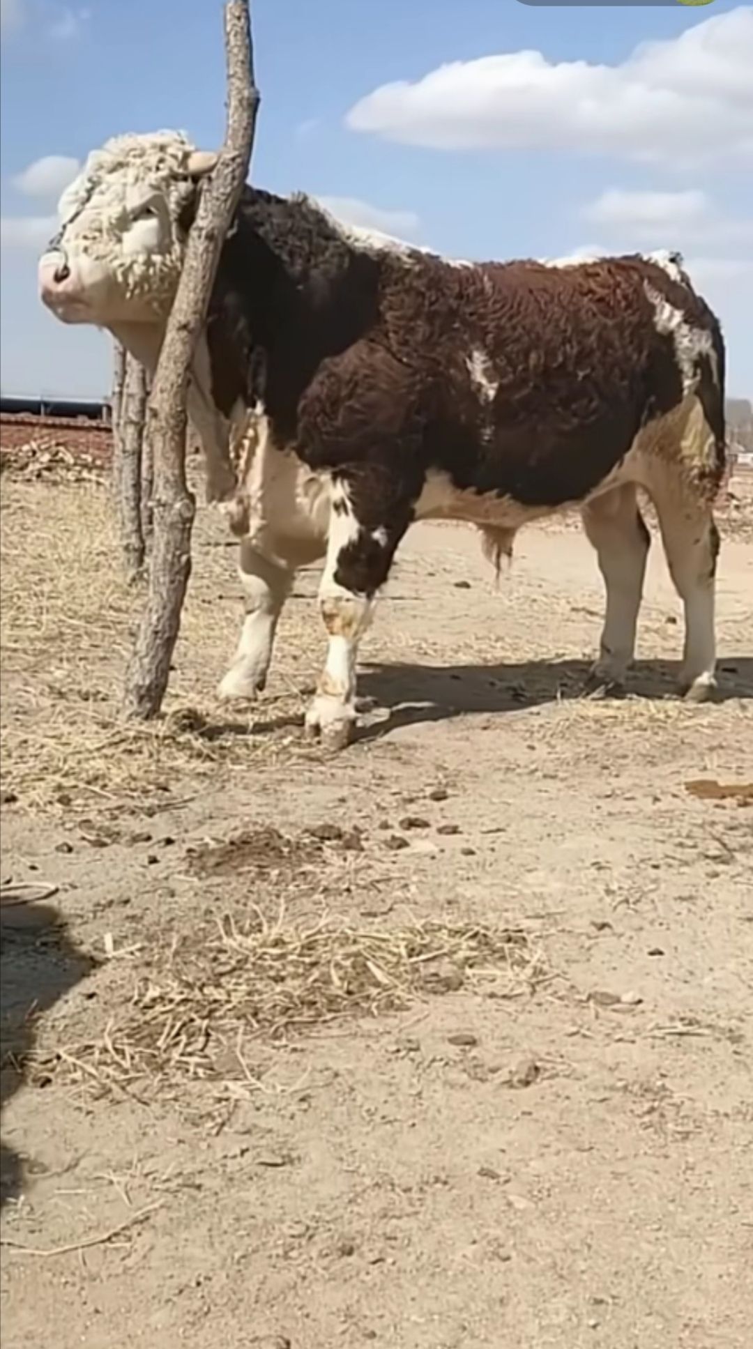 西门塔尔牛 800-1000斤 母牛