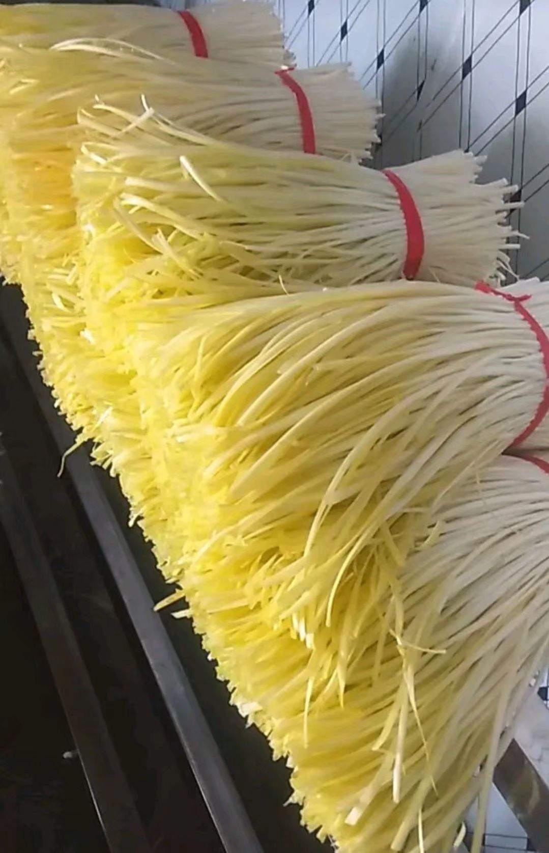 韭之皇 三茬 60~70cm