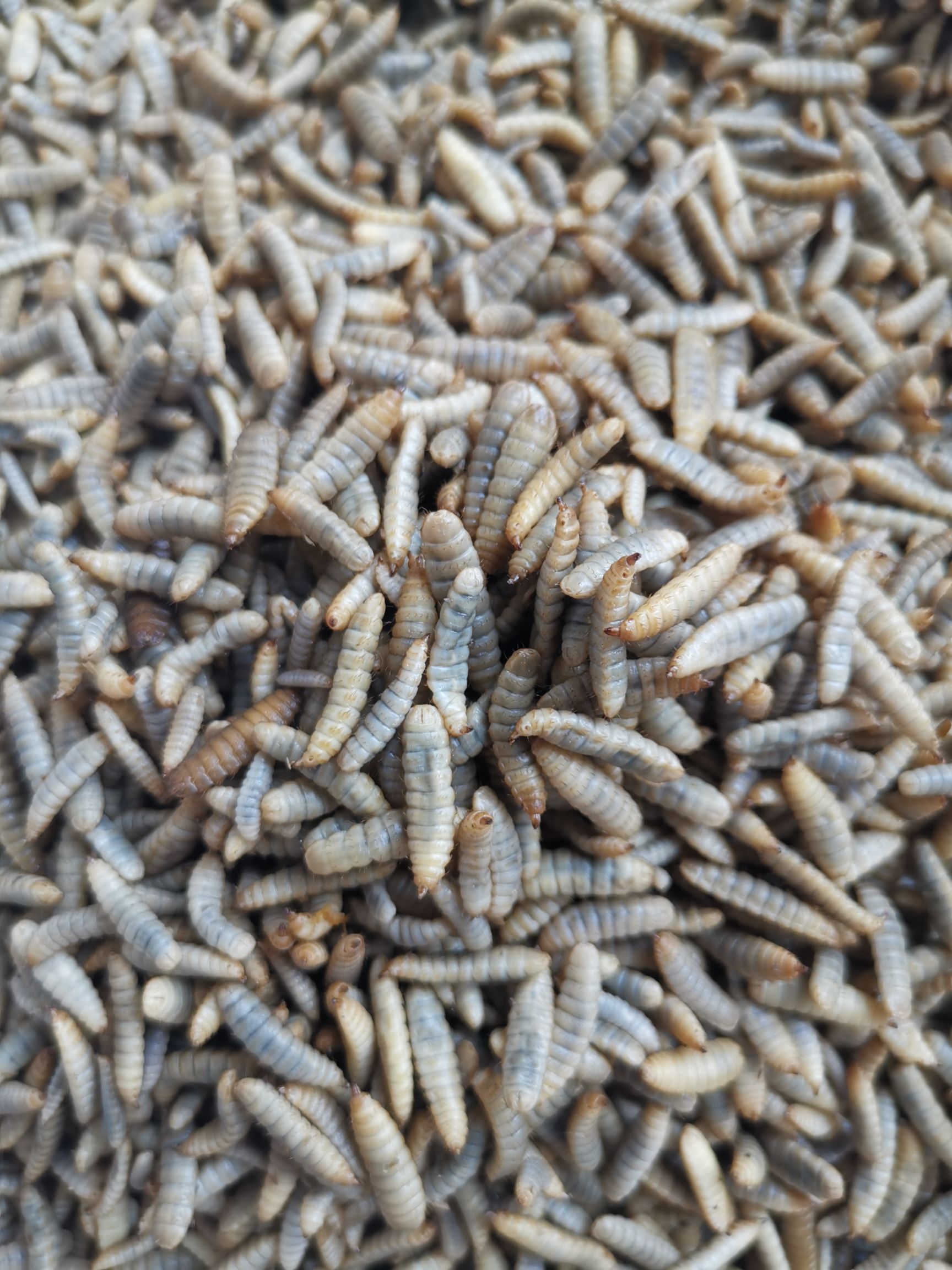 水产养殖饲料 无菌冷鲜五谷虫蝇蛆常年供应水产家禽饲料