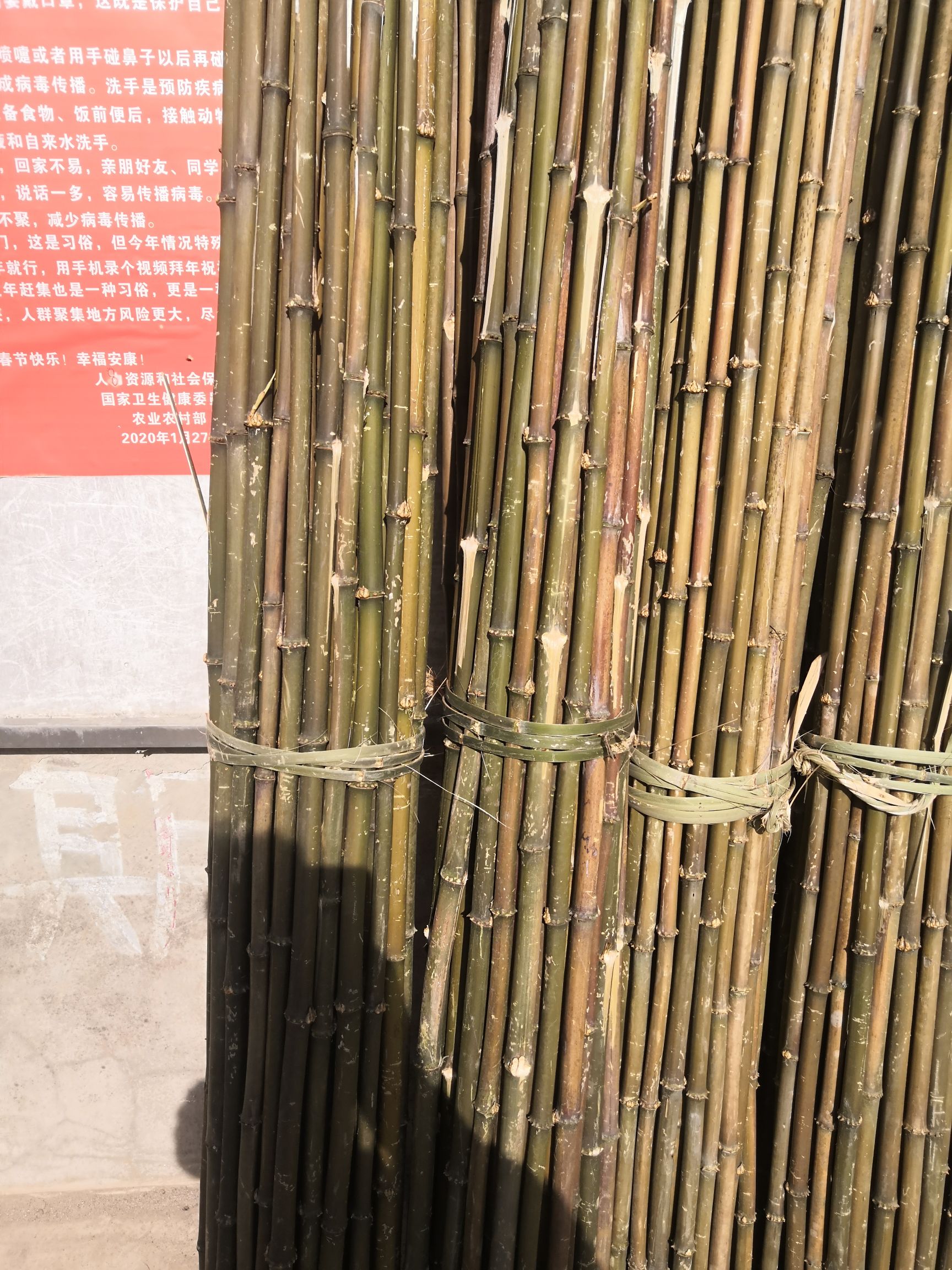 个旧市刺竹