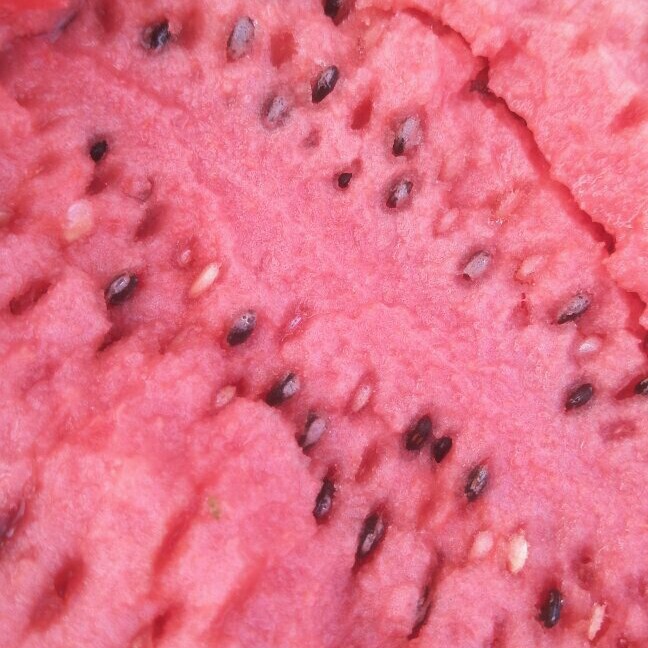 甜王西瓜 以诚相待，以质量求发展，广交同行朋友我