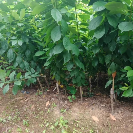 灵山县三华李苗 早熟三华李