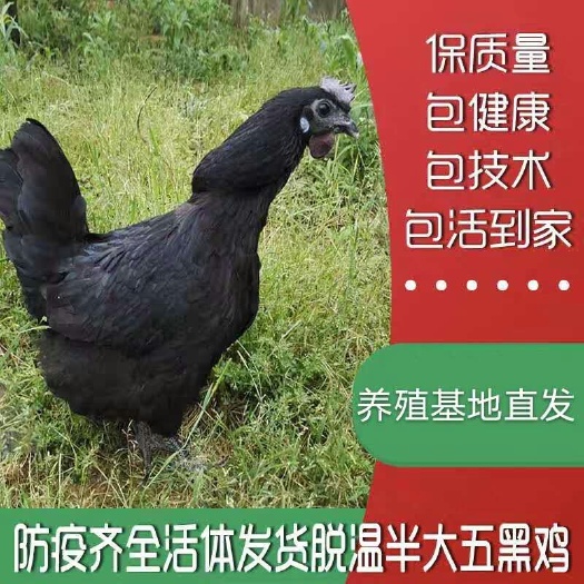 南宁 鸡苗，五黑鸡苗，诚信经营，专注品质