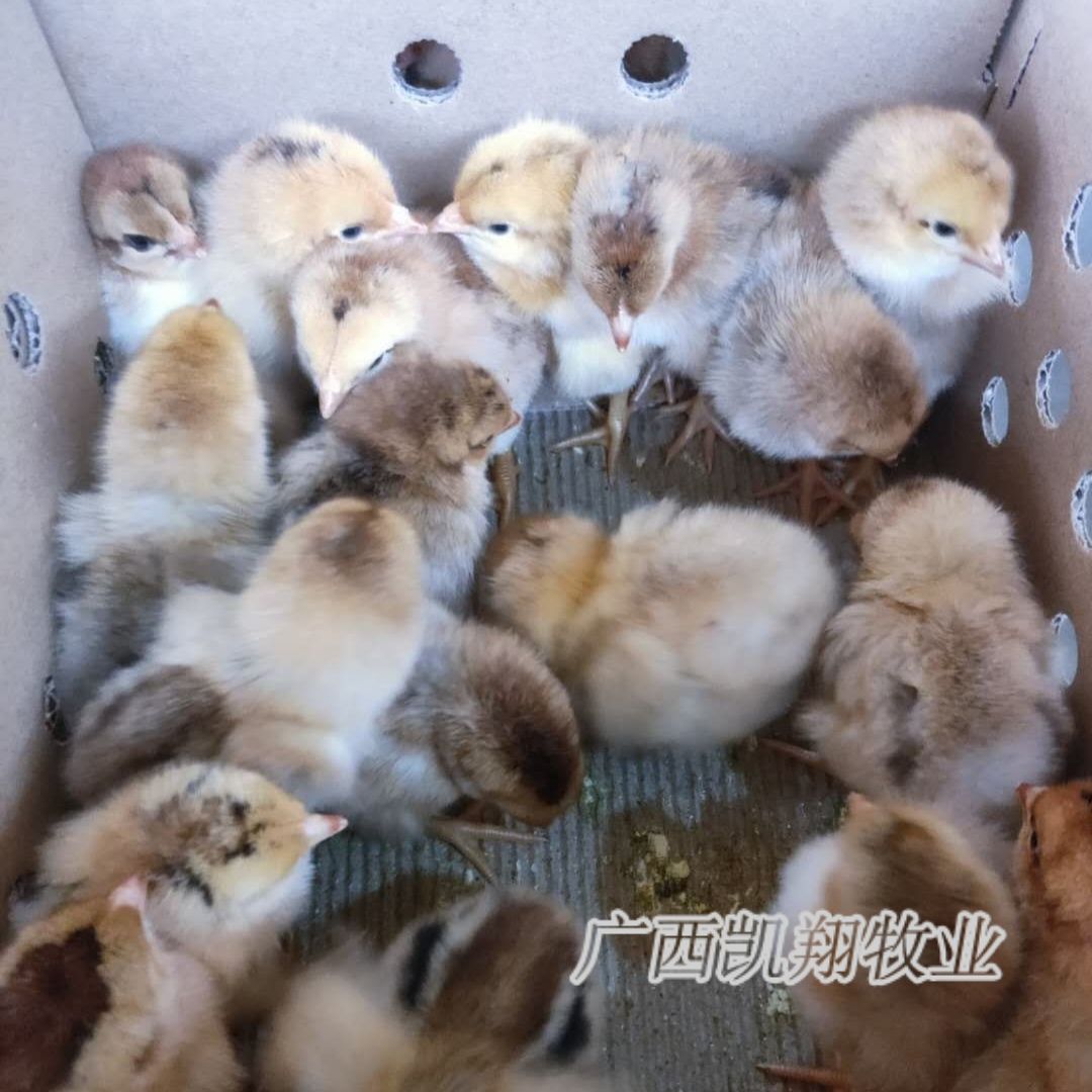 快大型K9鸡苗 882麻黄 901灰羽孵场直供包疫苗