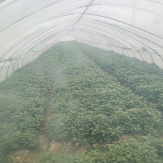 泗洪县烟薯25号红薯种 供应商薯-19（高产高淀粉）
黄心烤芋烟薯25
紫薯紫罗兰