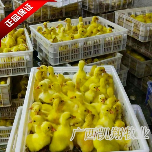 南宁大三花鹅苗，纯正品种，包疫苗，场地直发!可开检疫证