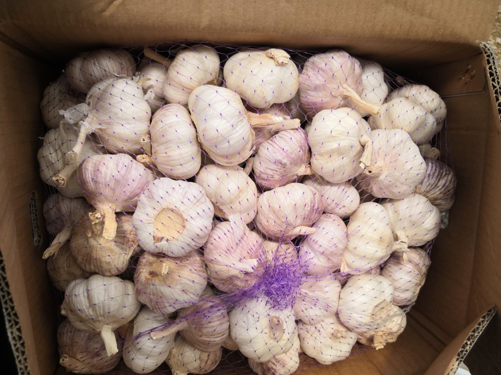 红皮蒜  山东紫红皮大蒜  新干蒜  包邮 24小时发货 一件代发