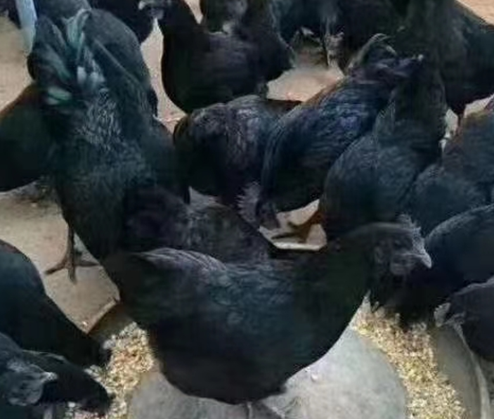  脱温土鸡苗，脱温黑羽鸡苗，脱温青脚土鸡苗