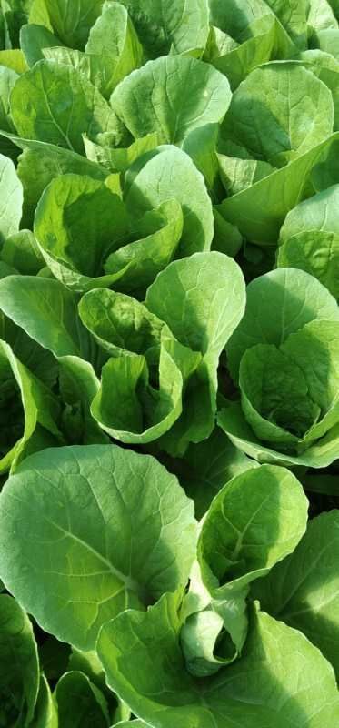 曹县 山东快菜毛白菜大量有货，现在价格低大中科，免费代收为农户清地