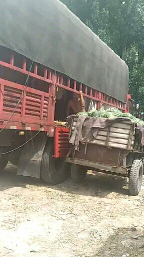 甜王西瓜 以诚相待，以质量求发展，广交同行朋友我