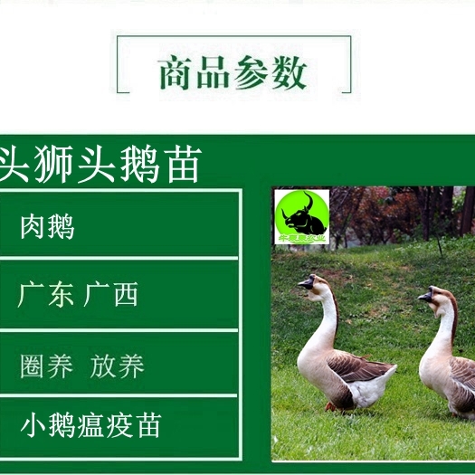 南宁 广西正宗狮头鹅苗出售品种优良包邮