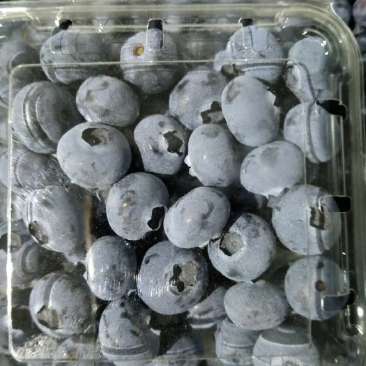 东港市薄雾蓝莓 好货来吧