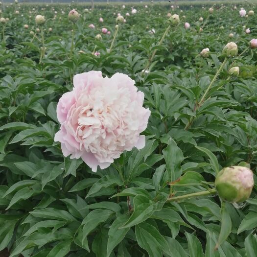 菏泽占地芍药  种生粉 芍药 鲜切花 粉色中晚期鲜花6-15枝条质量纯正