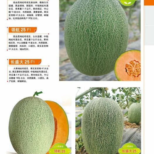 郑州新甜哈密瓜种子  领航25哈密瓜种子