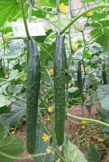 靖远县 精品带密刺干花黄瓜