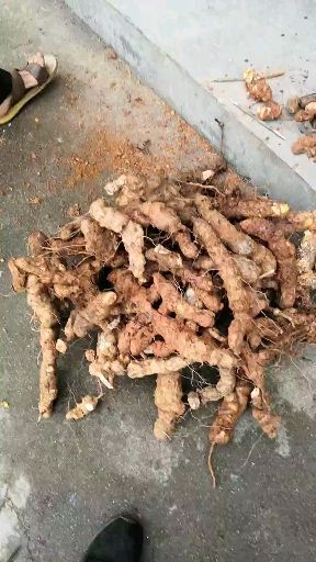 全南县土茯苓 粤北高山土伏苓
