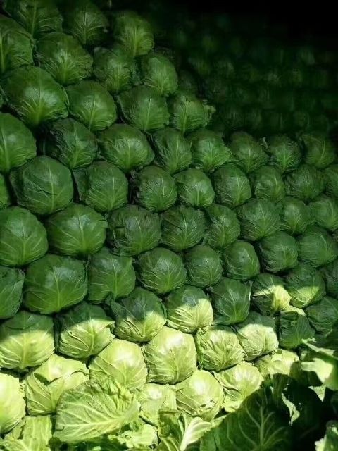 定州市中甘系列  定州甘蓝现大量上市中，质量好价格低，配有冷库专业
