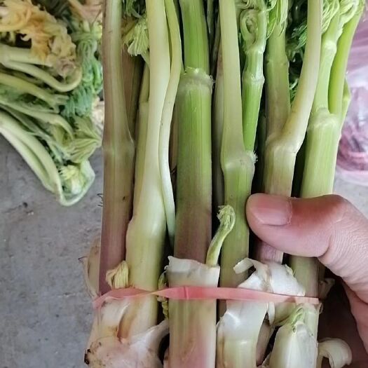北升麻