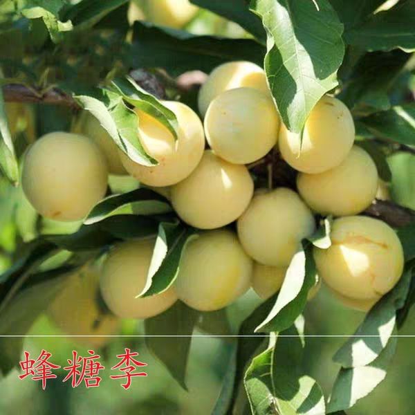 蜂糖李树苗  嫁接李子树苗蜂糖脆苗南北方种植地栽 当年结果包邮 包结果