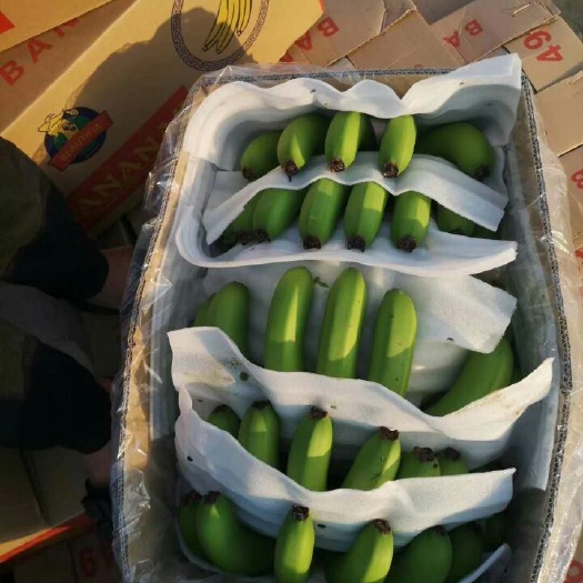 南靖县 香蕉