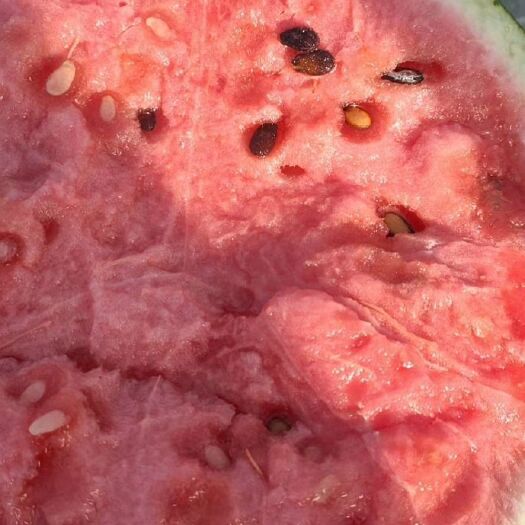 阜城县 大量西瓜已经上市