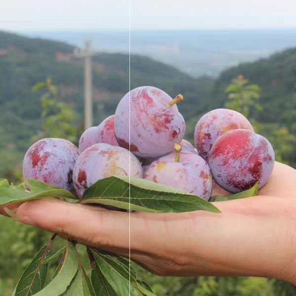 蜂糖李树苗  嫁接李子树苗蜂糖脆苗南北方种植地栽 当年结果包邮 包结果