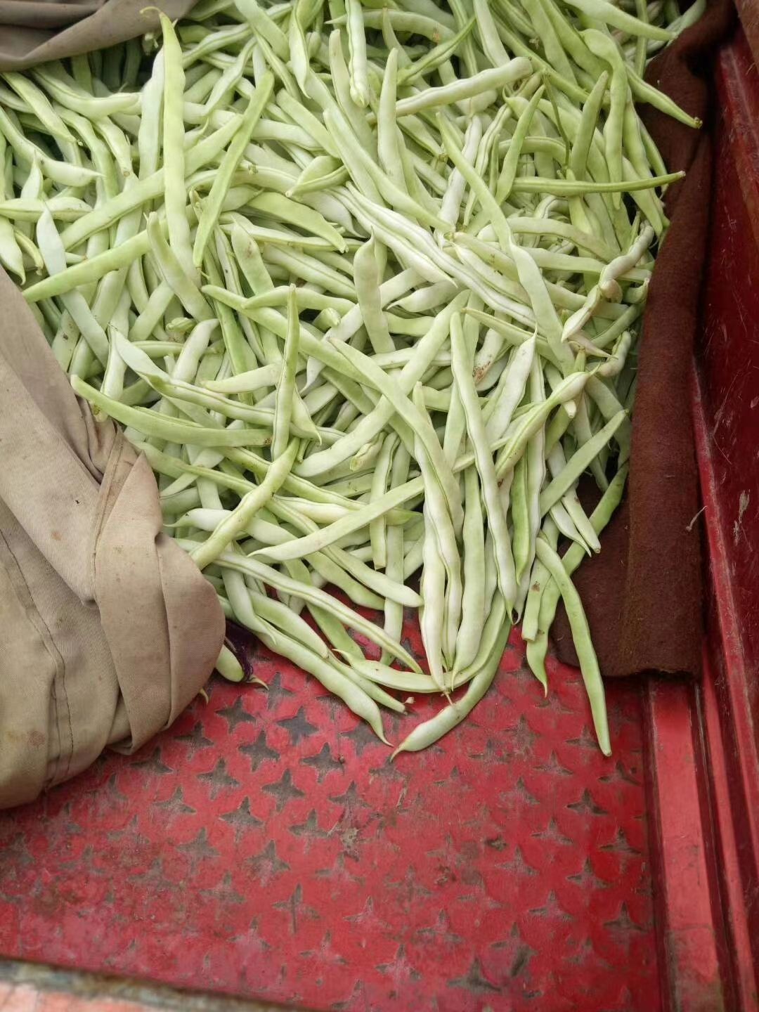 [长豇豆批发] 油长白豆角 40cm以上价格1.8元/斤 - 惠农网