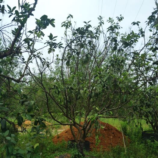 漳浦县福建柚子苗 本地柚子树  香泡