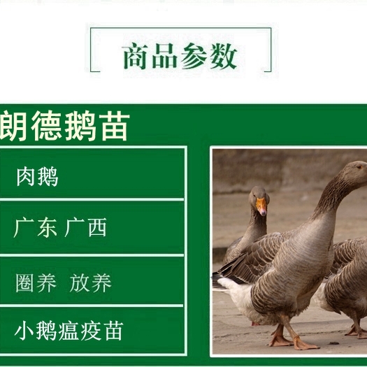 南宁 广西正宗朗德鹅苗价格批发品种优良包邮