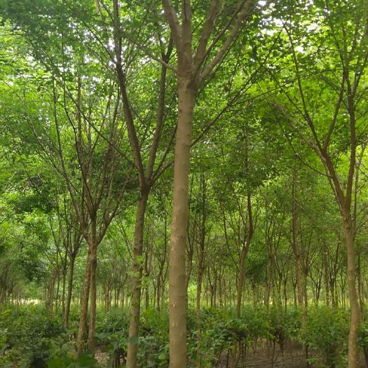 肥西县三角枫 大量供应，5~10公分，联系沟通