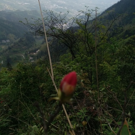 遂川县高山绿茶 绿茶 茶叶 农家自制 手工茶 高级绿茶农家茶