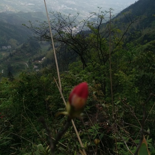 高山绿茶 绿茶 茶叶 农家自制 手工茶 高级绿茶农家茶