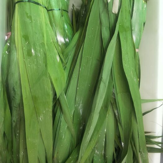 沛县干芦苇叶