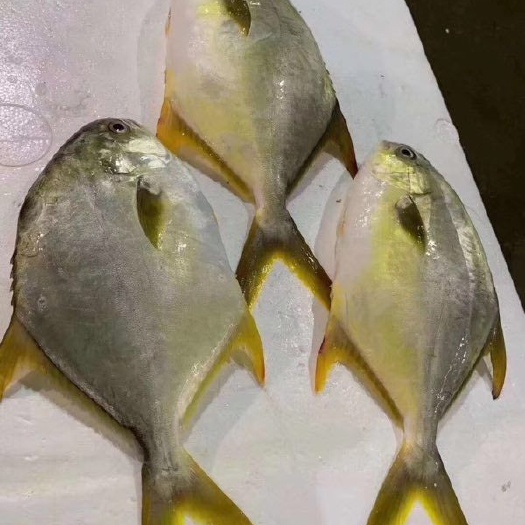 北海金鲳鱼 金昌鱼