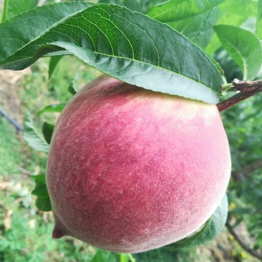乐山夏满蜜桃‘