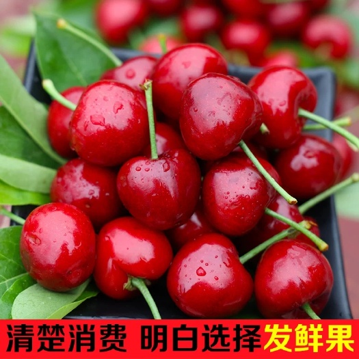 肥城市 山东大樱桃 红灯，布鲁克斯，美早 包邮支持一件代发，批发
