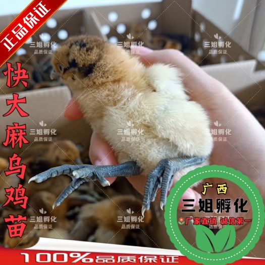 南宁快大型麻羽乌鸡苗  快大型麻乌鸡苗 可长到9～10斤 品质优良