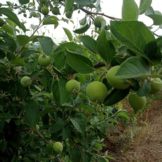 苍溪县 脆冠梨