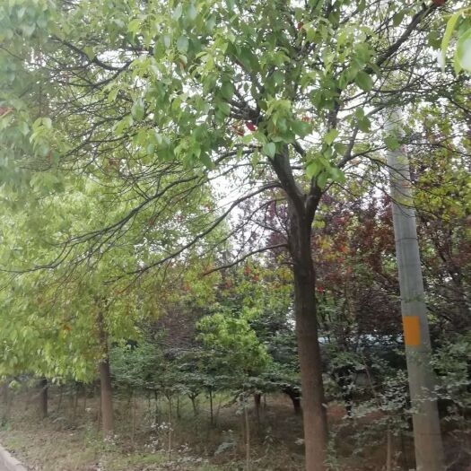无锡骨架香樟