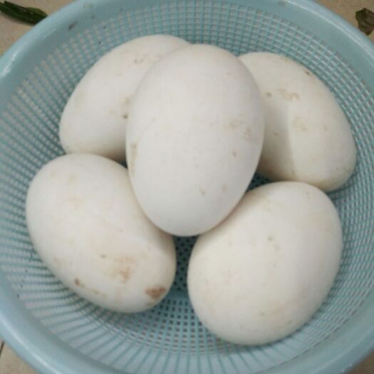 龙游县 鹅蛋