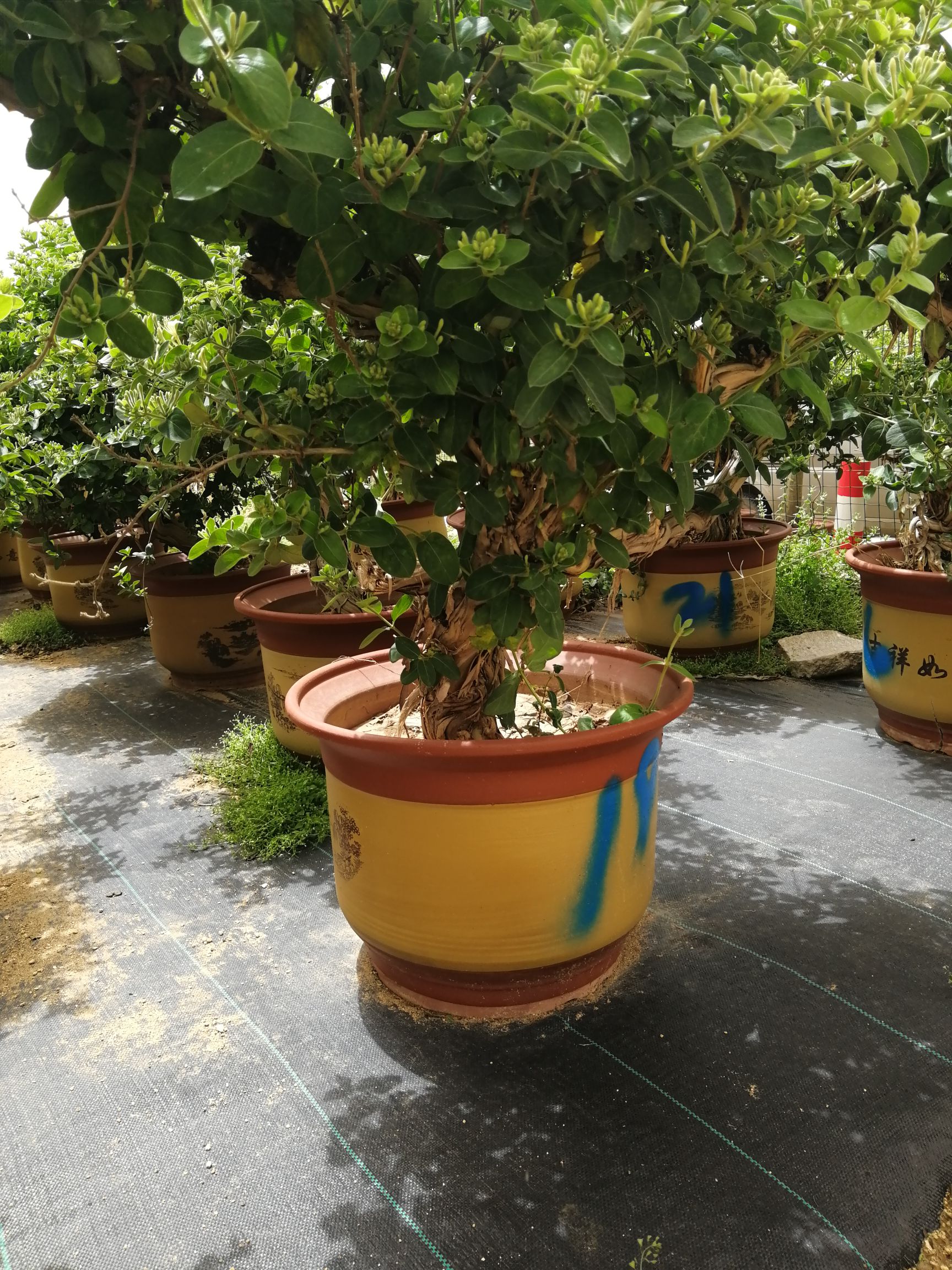 红金银花苗 树形金银花盆栽 包邮 死苗免费补发