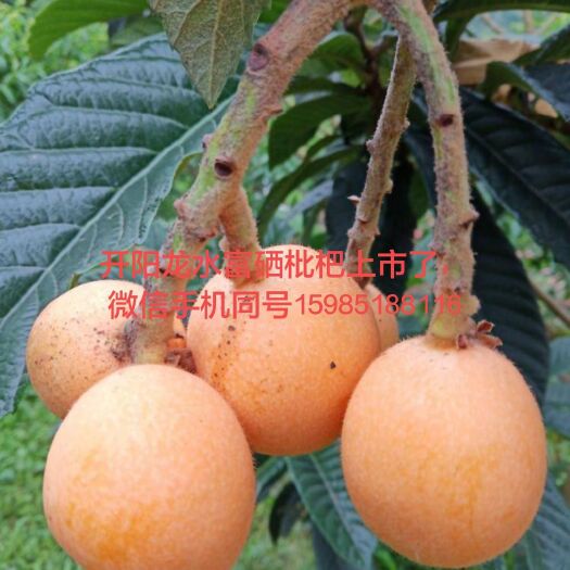 开阳县 大五星枇杷