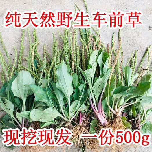 全州县新鲜车前草现挖现发车前草整棵带根去湿排酸中药平车前