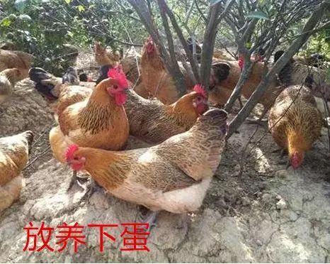 肇庆 青脚麻鸡