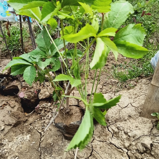 爬山虎  自家苗圃种植