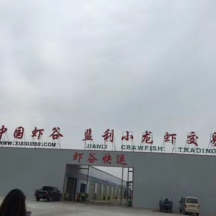 监利市 洪湖清水小龙虾自产自销，批发价格美丽，溪水产养殖合作社