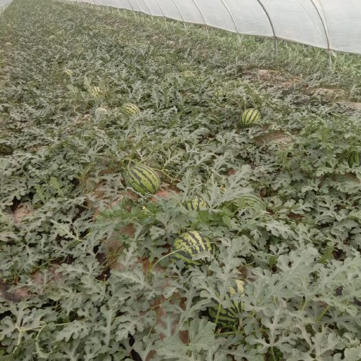 蒲城县甜王西瓜 10斤打底 9成熟 1茬