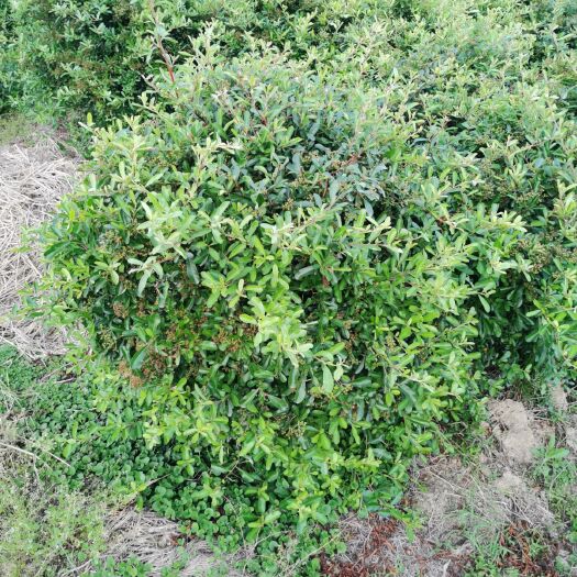 潢川县火棘盆栽  火棘球1米2的冠