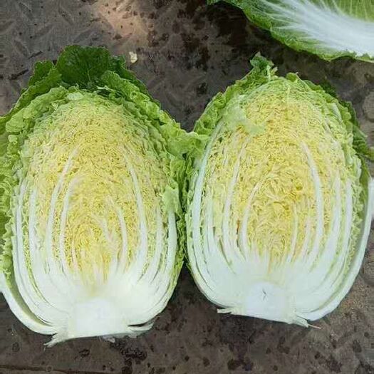 定州市黄心大白菜 净菜